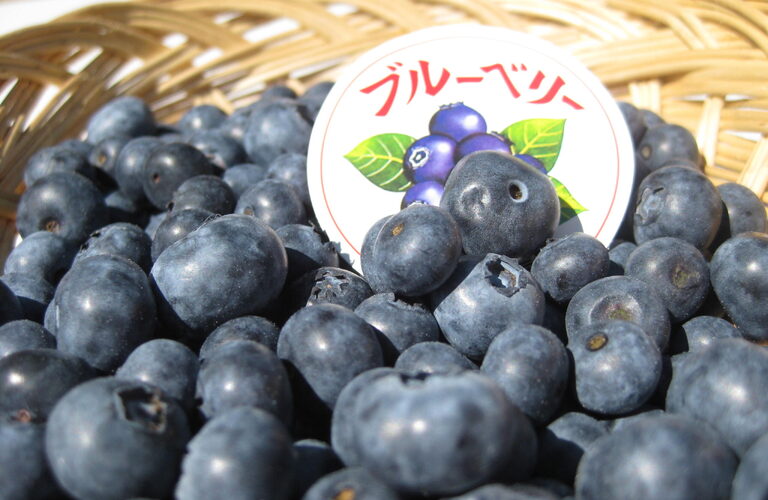 ブルーベリーの販売も行っています | 通販のギフトならこだわり抜いた果物の信州なかの 北原農園
